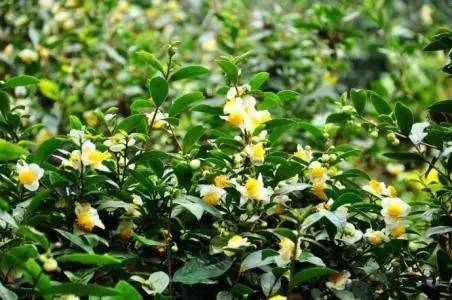 不仅身姿绰约,更为保健良品,遇见茶树花,是一种小幸运