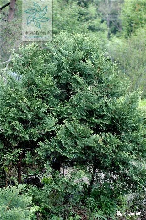 生态习性:朝鲜崖柏性喜光,稍耐阴,浅根性;喜生于空气湿润,土壤富含