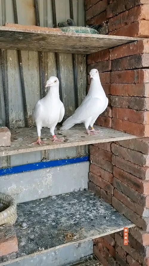 鸽子佳丽#纯白血统信鸽,白色吐尼尔种鸽,白色大盗,锡坤白赛鸽,一尘不