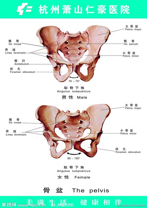 骨盆男女正位图片
