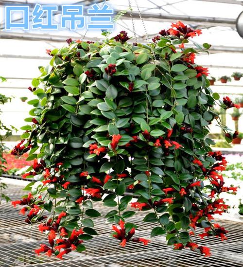 包邮口红吊兰盆栽 空红吊兰 办公室盆栽 净化空气花草