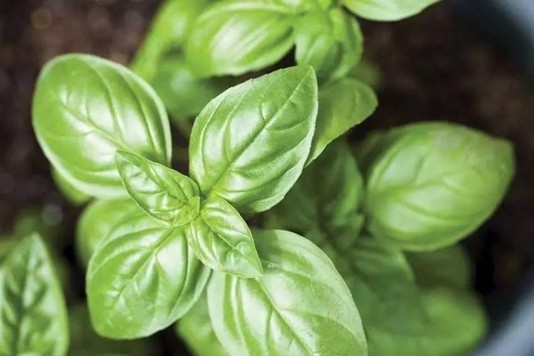 罗勒(basil)品种比较丰富,意大利的是甜罗勒,做青酱的主要品种.