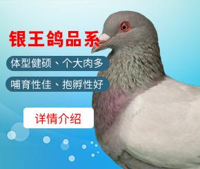 种鸽-肉鸽-天成鸽业养殖基地