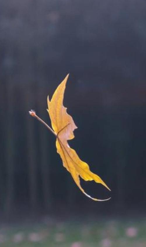 秋叶飘落,那是树对季节的放下;人也一样,学会放下,万般自在.