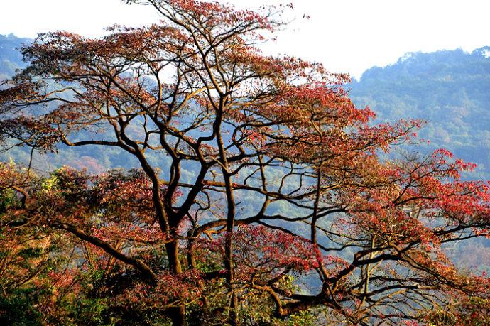 转载岭南红叶石门国家森林公园广州