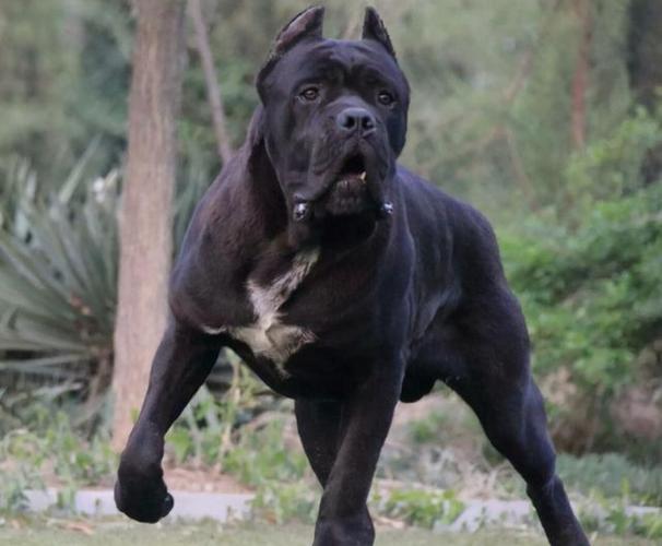 网易首页>网易号>正文申请入驻> 训练卡斯罗犬很容易配合点狗零食一起