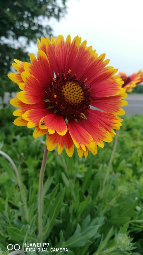 简笔画开在路边的野花 简笔画图片大全-蒲城教育文学网