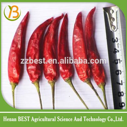 red cayenne pepper spicy/hot chili pepper