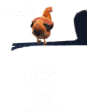 > 生蛋了,生蛋了,祝公鸡生蛋快乐!o(∩_∩)o~.