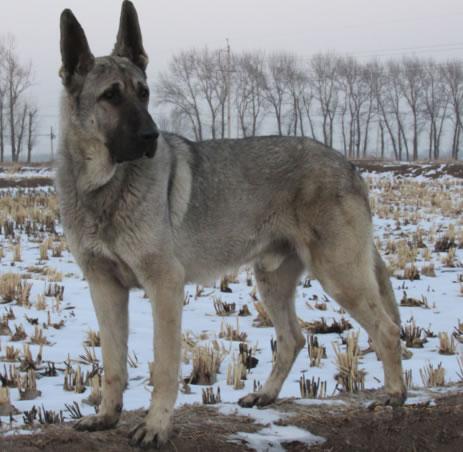 2015-04-03  金灿狼青黑狼犬 采纳数:881获赞数:3319lv11 擅长:宠物