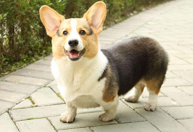 小短腿萌爆天下