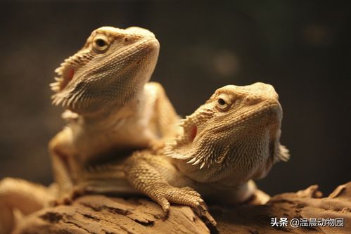 鬃狮蜥(鬃狮蜥养起来还算比较省心)