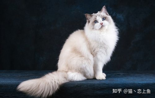 布偶猫分别有重点色,手套色,双色,和梵色四种图案.