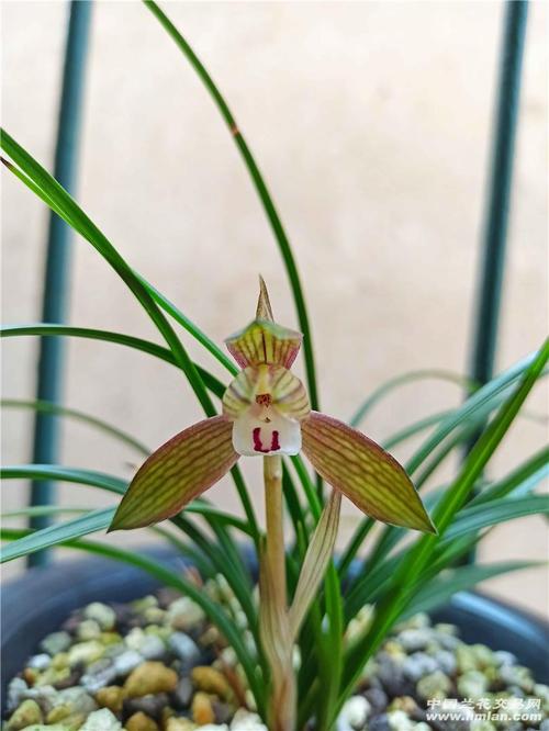春兰~洛神复色水仙-春兰篇-中国兰花交易网社区