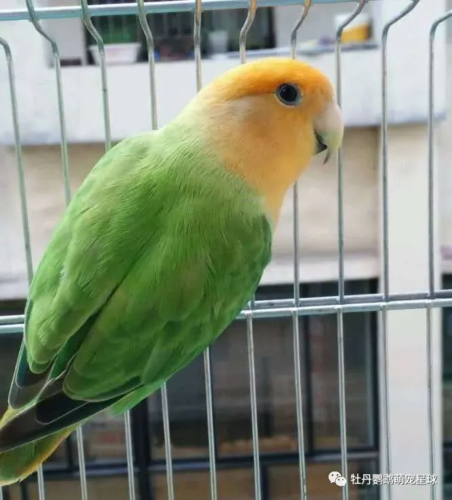 1面类牡丹--红头绿闪 红头绿闪可以理解为绿桃的闪光小鸟,和绿桃相比