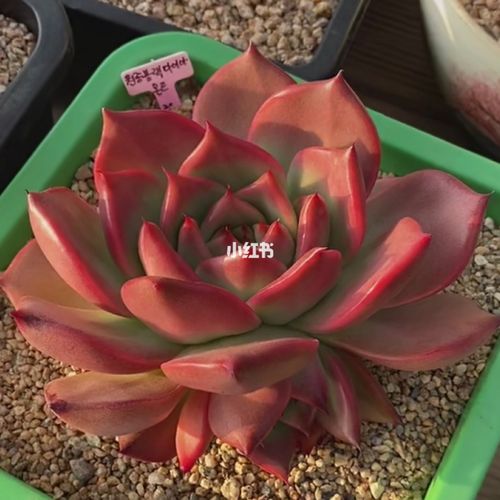 入坑多肉东云篇三 红钻 弗诺瑞安娜 弗兰克 阿卡奴比斯 乌木缀化_汤姆