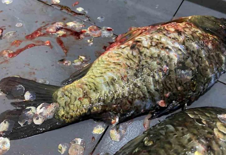 杀鱼机究竟有什么魔力,使得客户当场定下设备!