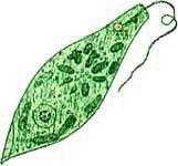 眼虫藻(euglena)亦称"裸藻".眼虫藻门,眼虫藻科.