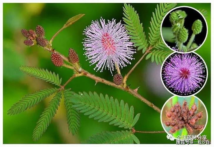 6月15日生日花:含羞草——害羞