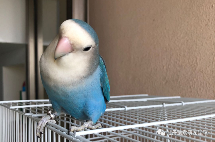 生活 萌宠 面类牡丹常见品种和基因串讲(一) 蓝银顶的特点:白色的脸和