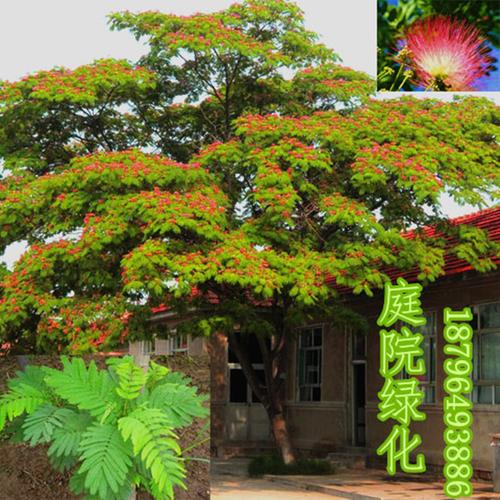 庭院风景合欢树苗别墅室内芙蓉植物花卉盆栽粉色耐寒树绿化苗优惠券