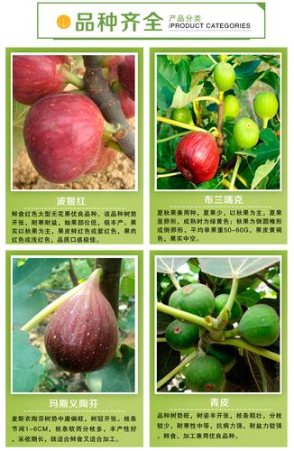 玛斯义陶芬无花果