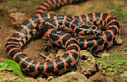 赤链蛇无毒蛇秒变剧毒蛇原来全靠蟾蜍说了算