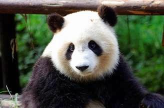 双胞胎熊猫七喜七巧9月26日将乘专机飞抵鄂尔多斯