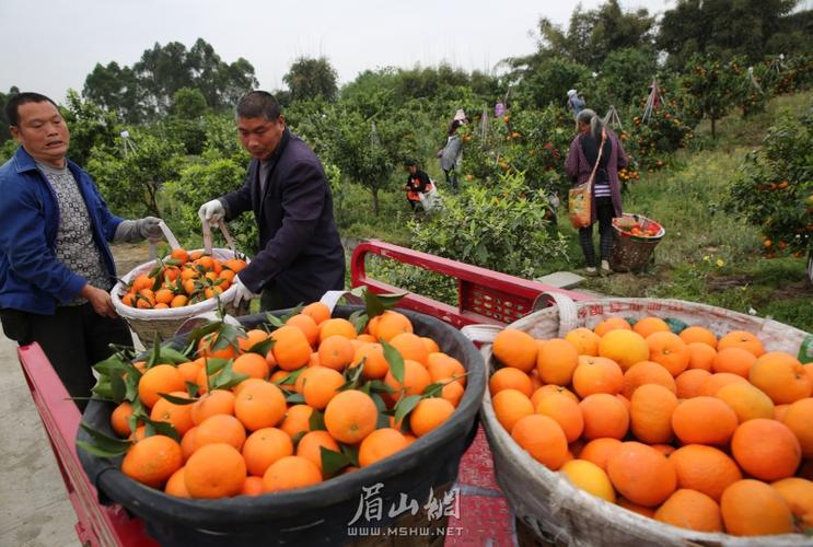 四川眉山:家庭农场果满园 引领示范好帮手