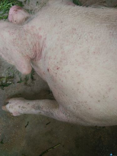 孕期两个月的母猪,身上起成片的红疙瘩,采食正常,认为