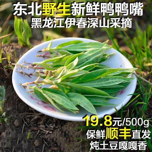 东北特产黑龙江伊春新鲜野生鸭嘴菜农家鸭鸭嘴山野菜顺丰直发500g
