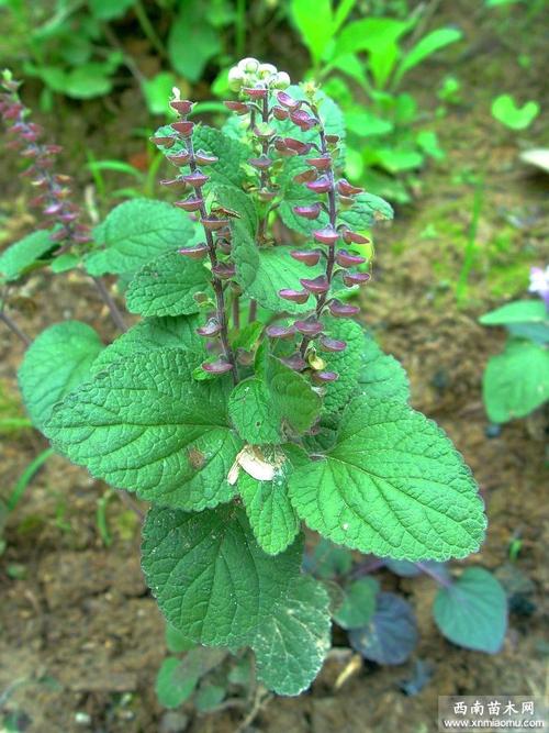 韩信草的养殖技术