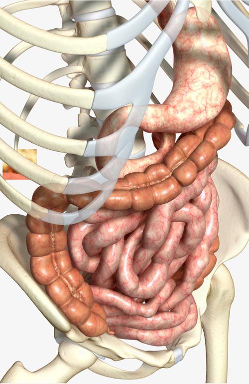搜图中国提供独家原创人体肠道器官下载,此素材图片已被下载7次,被