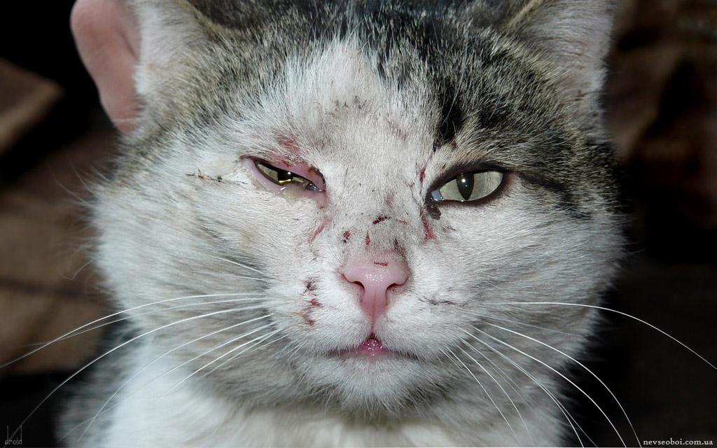 图片素材 动物植物 眼受伤的小猫
