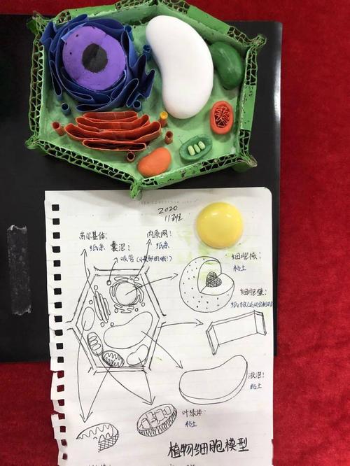 从做中学——宝安中学(集团)高中部细胞三维结构模型制作比赛顺利进行