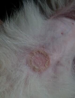 请问狗狗这是长得什么?是皮肤病吗