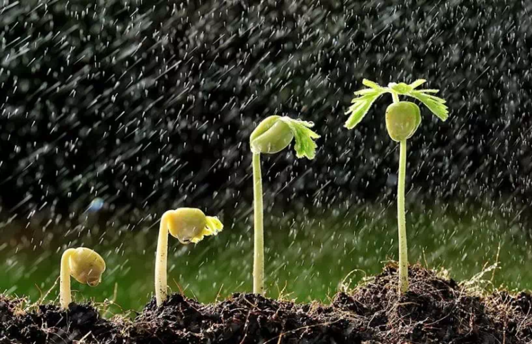 取"及时雨"一词的谐音,一语双关,表明文中的内容是你当下最为需要的