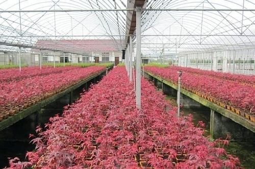 浙江首家国家级出口苗木质量安全示范区花落宁波