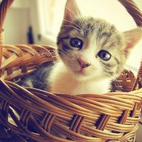 可爱萌猫咪头像卖萌的小猫咪做梦也是甜美的