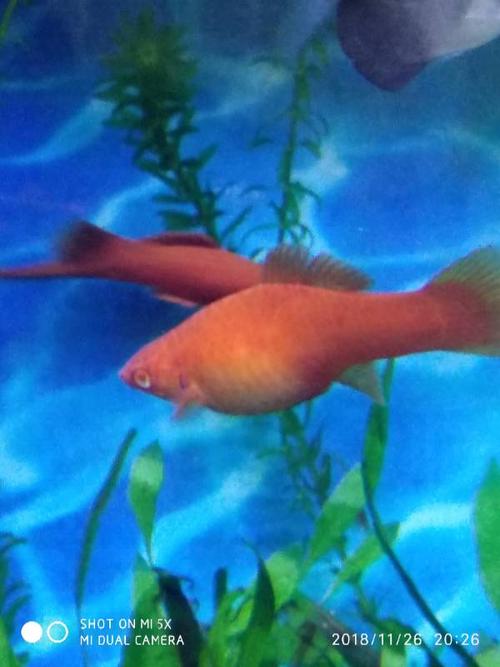 这条红箭鱼是不是快要生了?