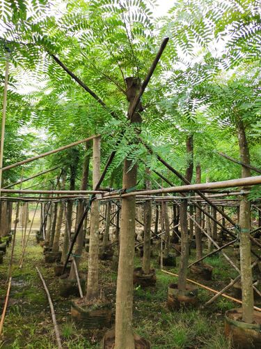 909供应 铁刀木 鸡翅木 10-16cm袋苗 光棍切杆树 市政