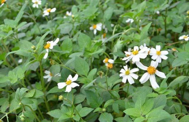 地球上最分类最多的开花植物科,这种类型的植物几乎