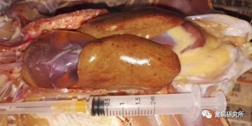 接招吧:Ⅰ群禽腺病毒阳性率飙至43.1%该如何面对!