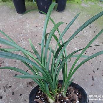 【春剑梅瓣】带5花 熟草!