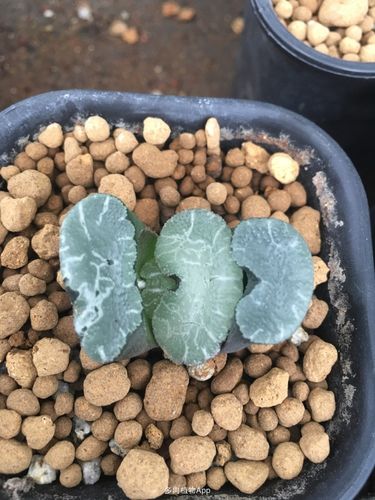 大绳玉扇