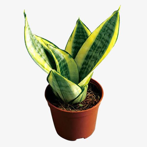 金边短叶虎皮兰盆栽
