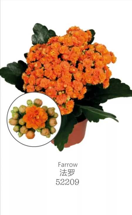 索尔丹:羽叶橙色,开花2-3层,刚开花是浅黄色,随后慢慢变