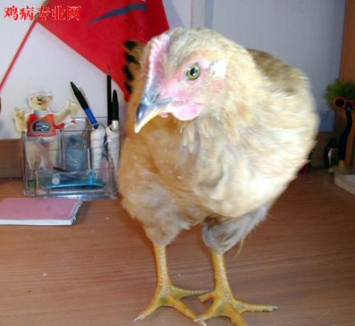 自拍小鸡生长全过程