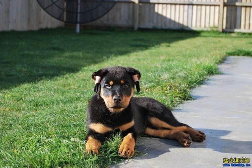 十个月罗威纳犬飞耳能治疗