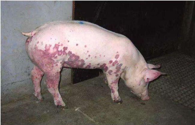 急性败血型病猪不表现任何症状即突然死亡.